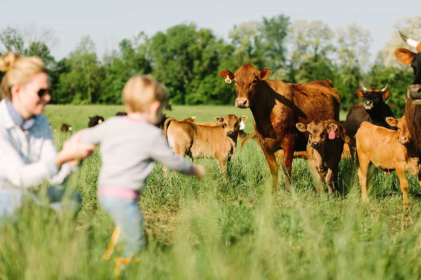 Family visiting the herd