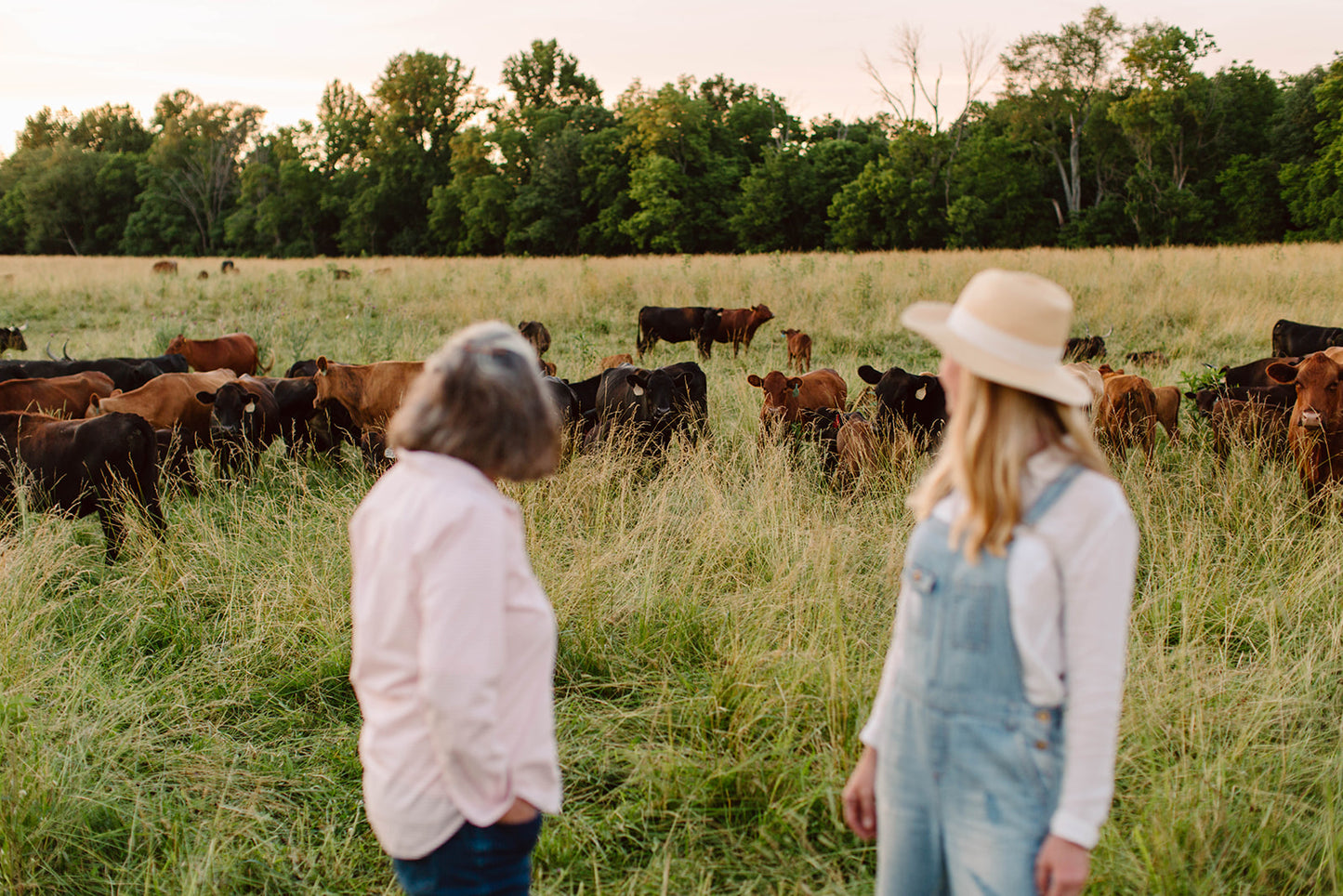 Biodynamic Beef Farming Foxhollow Farm