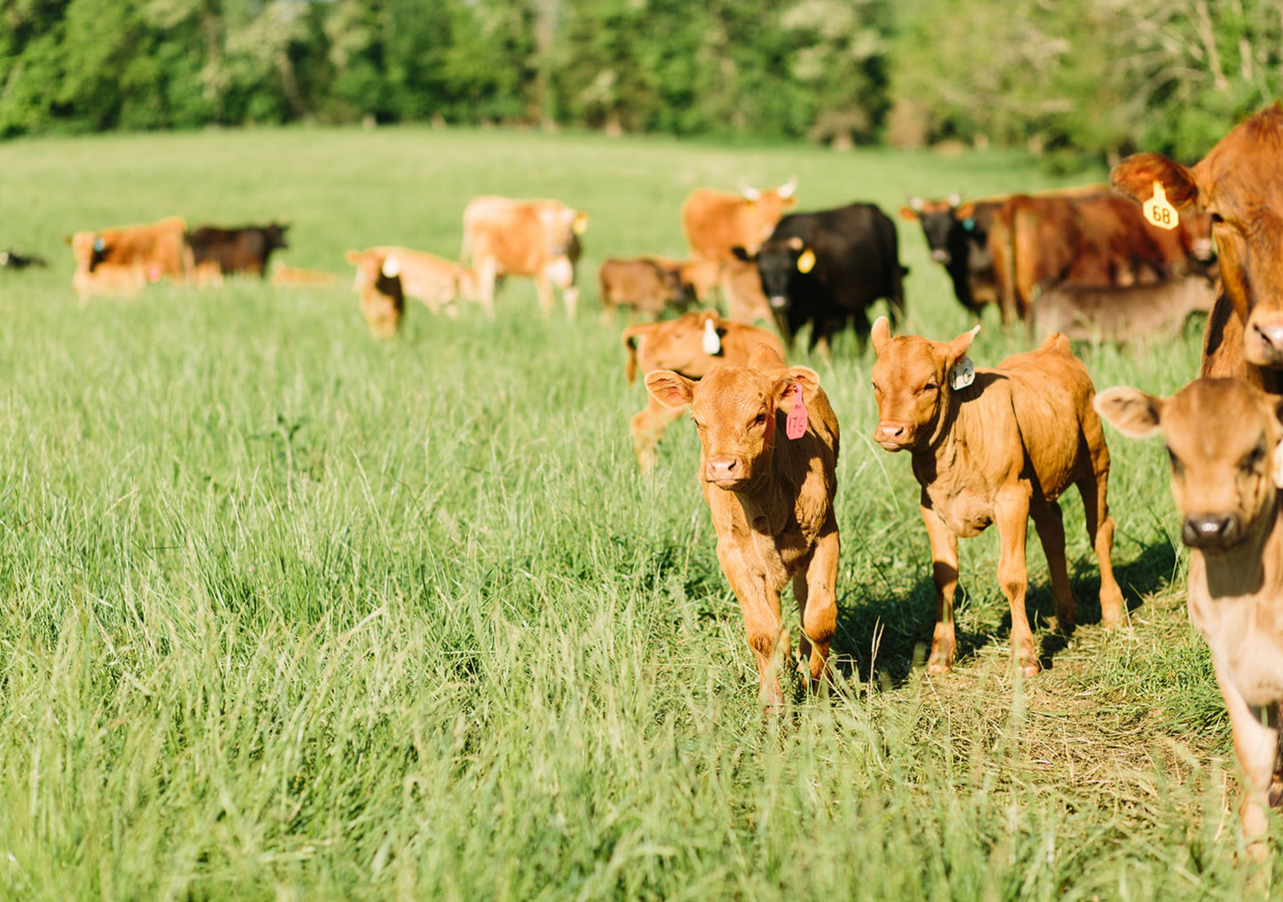 Foxhollow Farm Great Primal