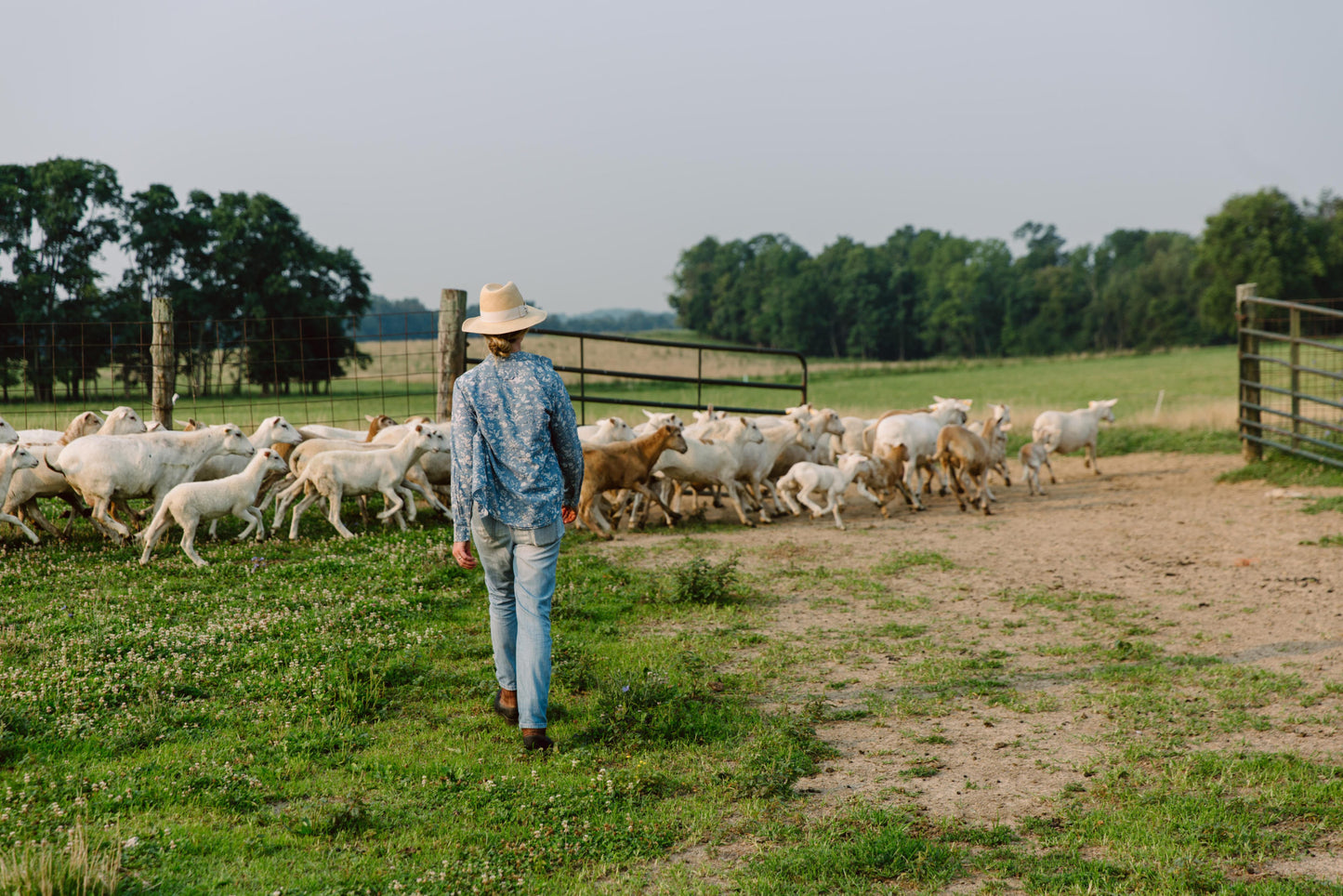 Lamb Recipe foxhollow Farm