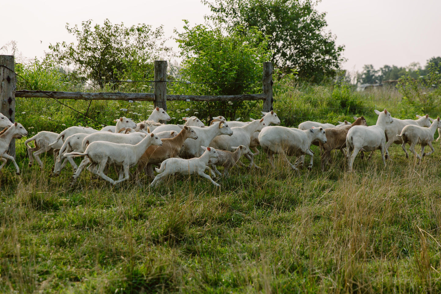 Spring Lamb Recipes Foxhollow Farm