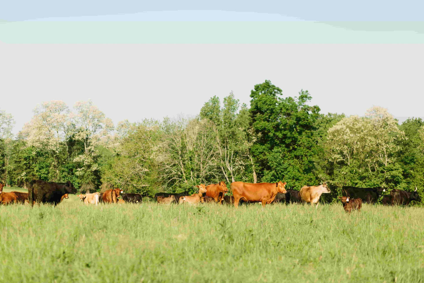 Foxhollow Farm Heart