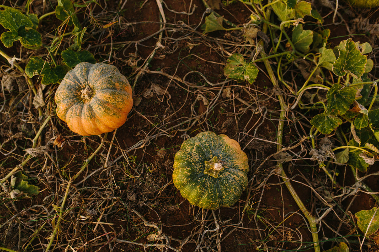 Pumpkin Foxhollow Farm