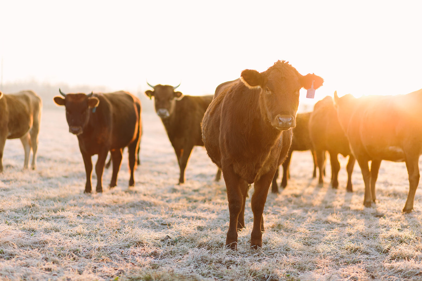 Foxhollow Farm Keeping a close watch