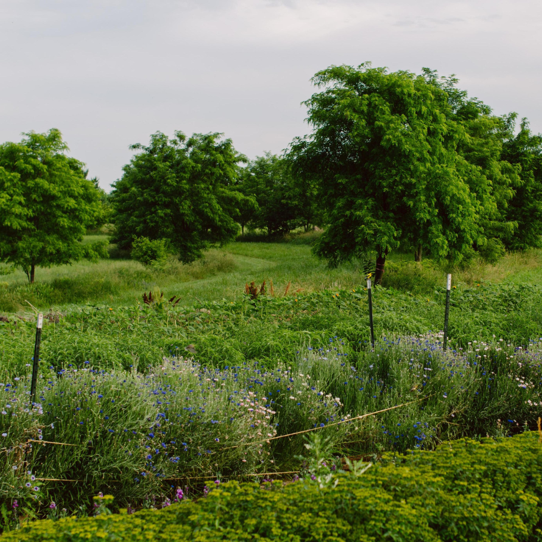 Foxhollow Farm