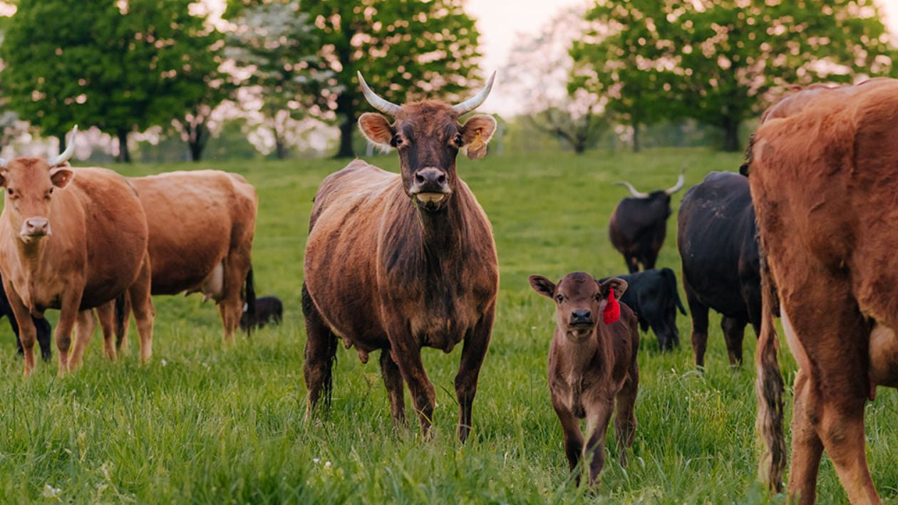 Foxhollow Farm GrassFed Cows