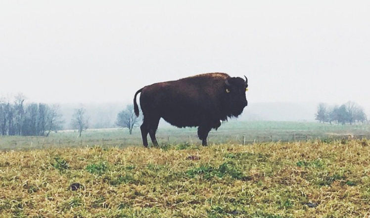 Three Myths About Bison Foxhollow Farm