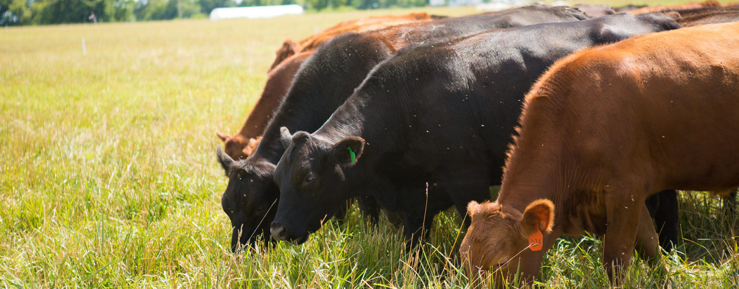 Bluegrass-Fed foxhollow farm