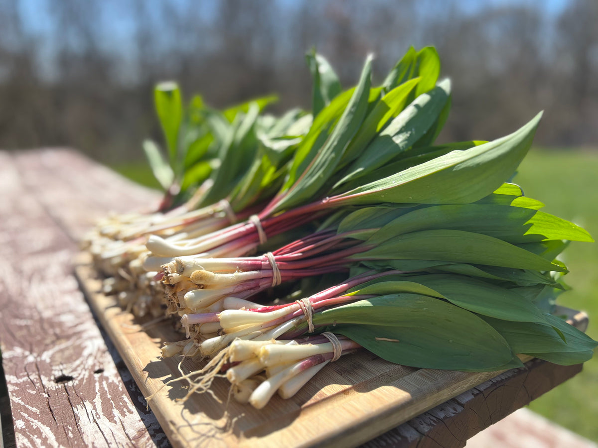 Spring Ramp Plant Sure Signs of Spring: Ramps – Foxhollow Farm