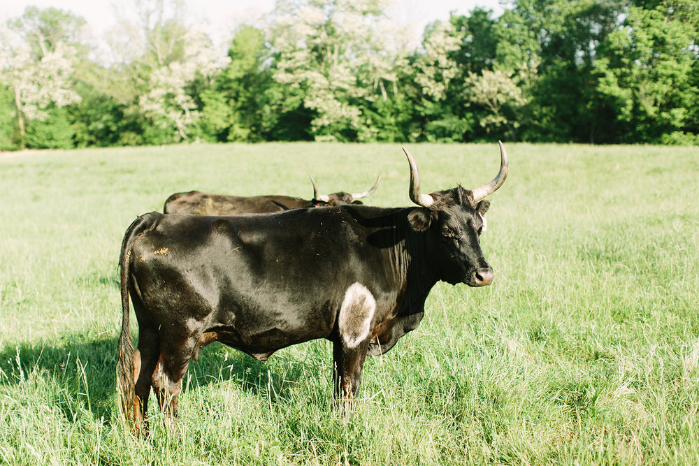 Cow with Horns