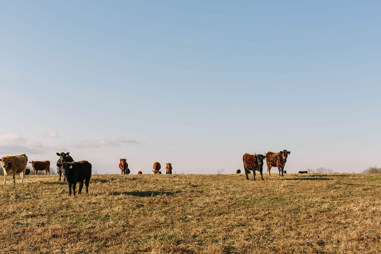 Biodynamic Cows