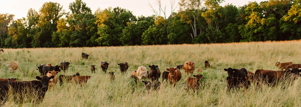 Foxhollow Farm