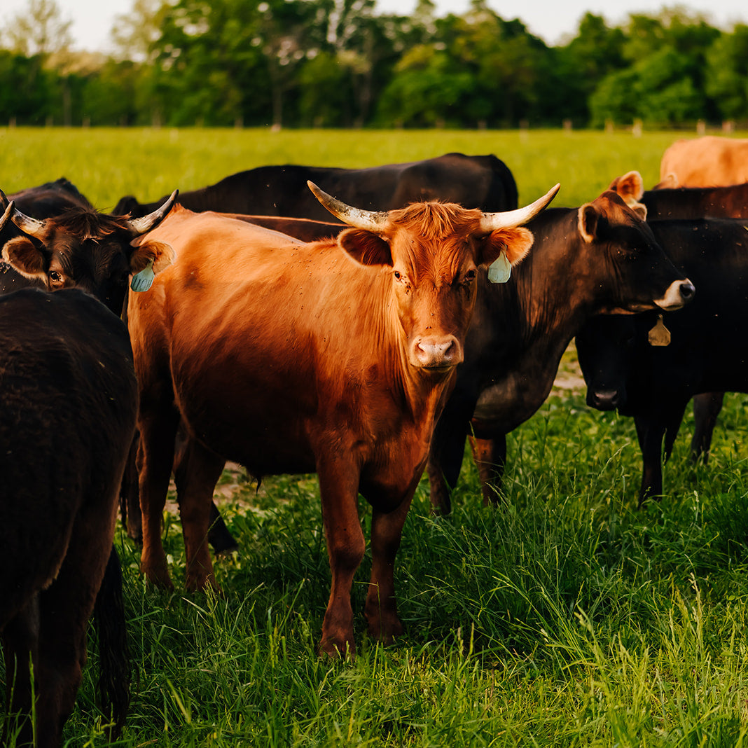
                  
                    Soup Bones | Marrow Bones
                  
                