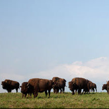 
                  
                    Ground Bison
                  
                
