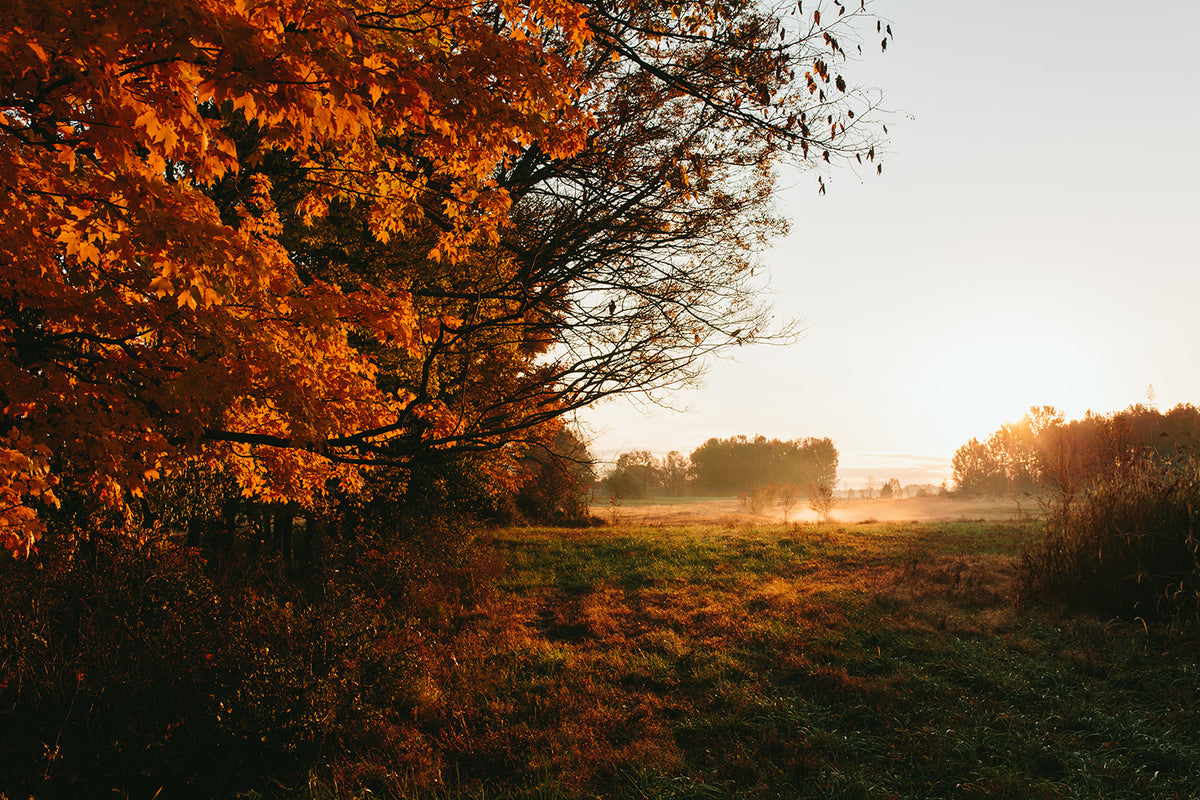 Foxhollow Farm